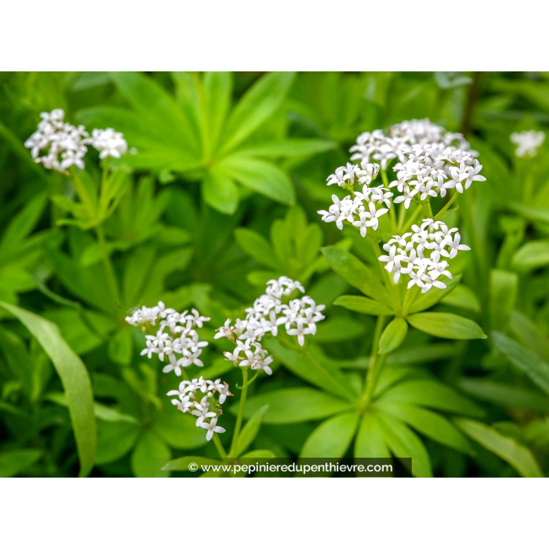 GALIUM odoratum