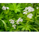 GALIUM odoratum GALIUM odoratum