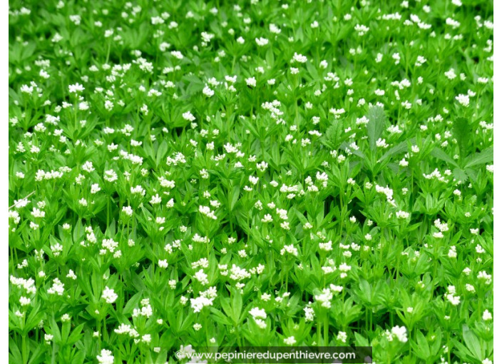 GALIUM odoratum GALIUM odoratum