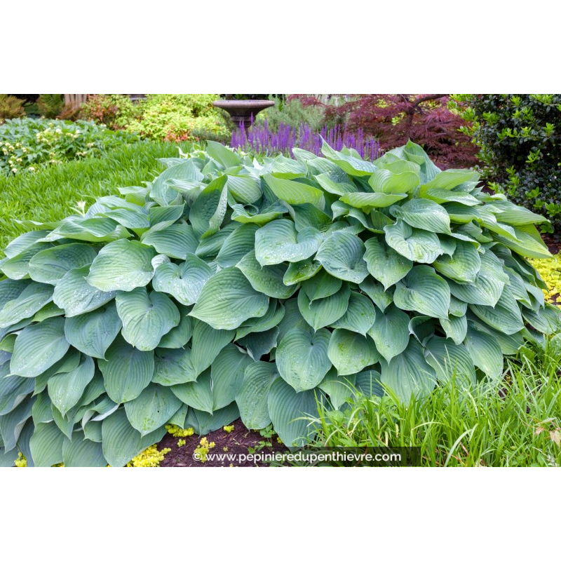 HOSTA 'Big Daddy'