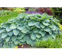 HOSTA 'Big Daddy' HOSTA 'Big Daddy'