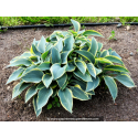 HOSTA fortunei 'Aureomarginata'
HOSTA fortunei \'Aureomarginata\'