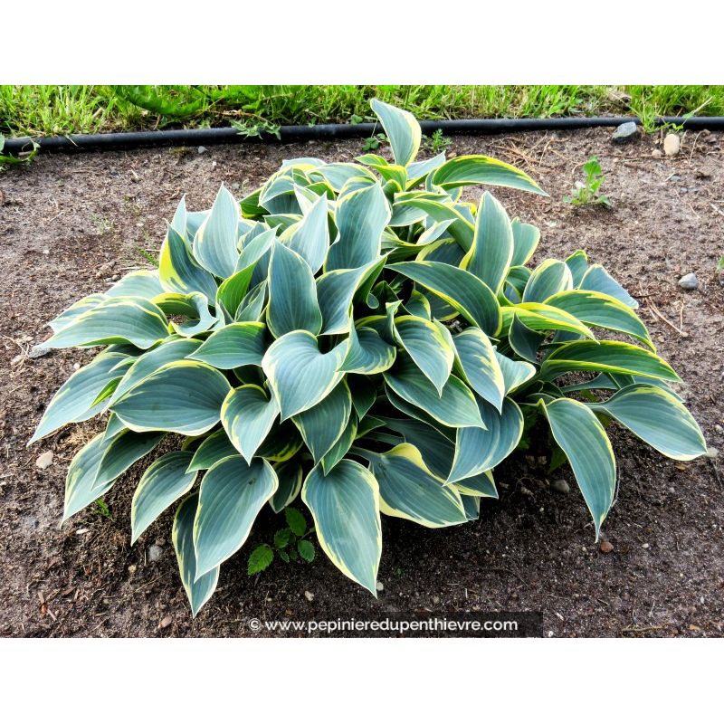 HOSTA fortunei 'Aureomarginata'