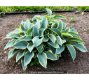 HOSTA fortunei 'Aureomarginata'