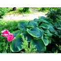 HOSTA \'Frances Williams\'