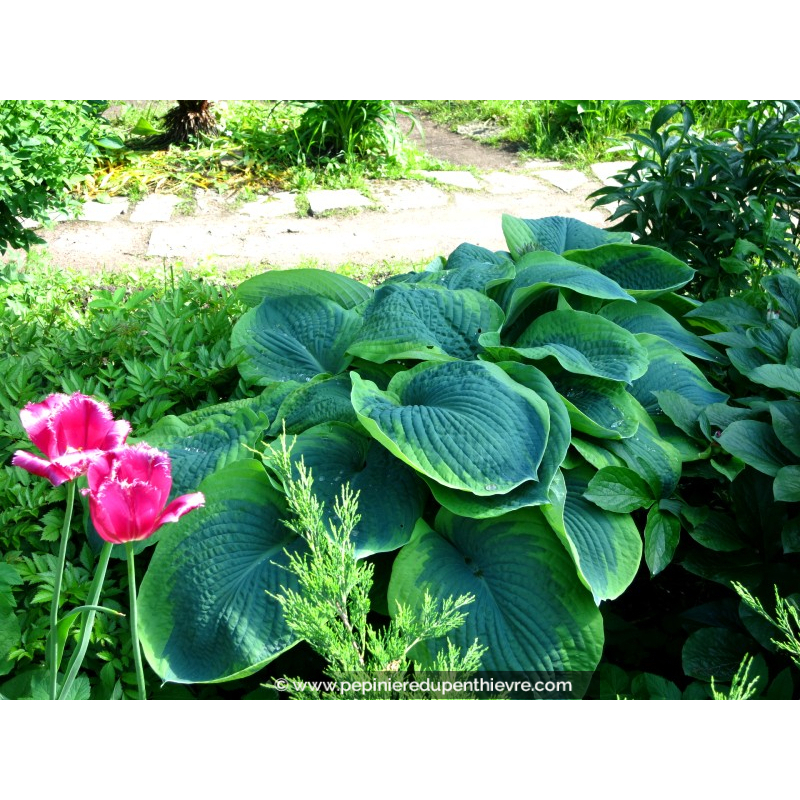 HOSTA 'Frances Williams'