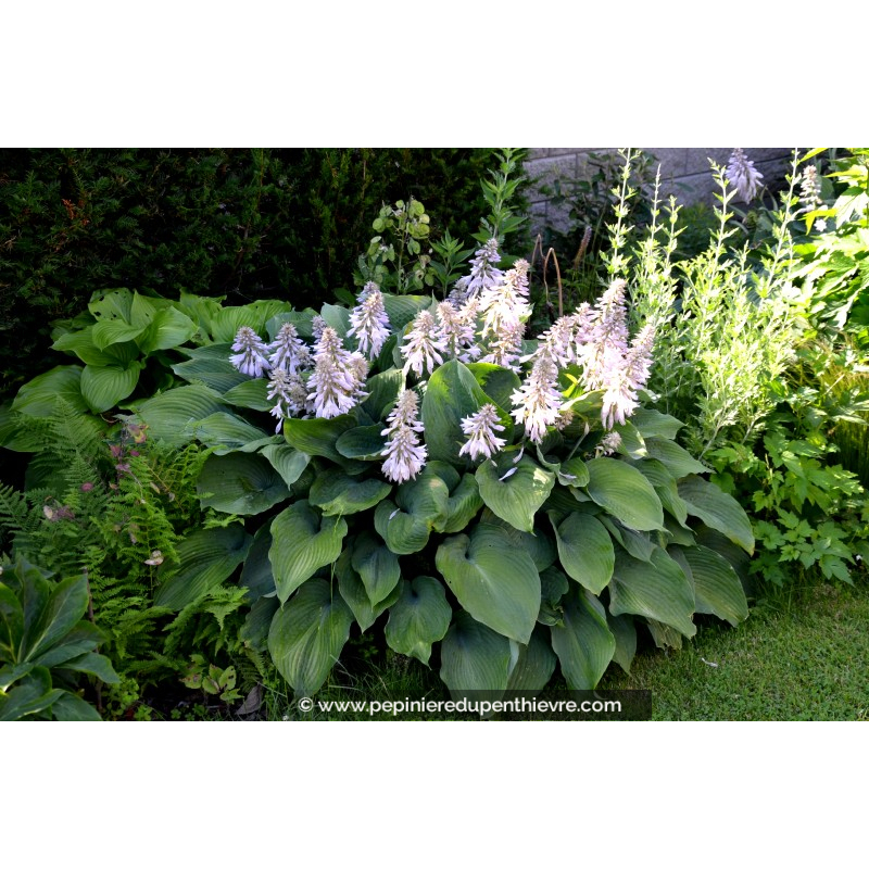 HOSTA 'Halcyon'