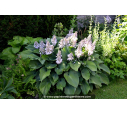 HOSTA 'Halcyon'