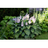 HOSTA \'Halcyon\'