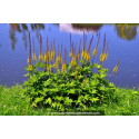 LIGULARIA przewalskii