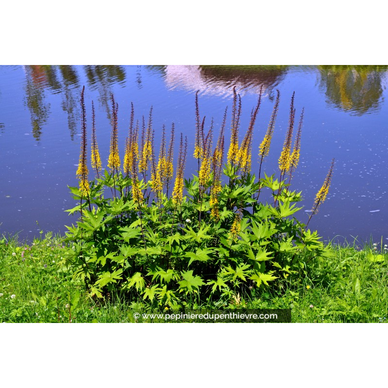 LIGULARIA przewalskii