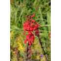 LOBELIA 'Queen Victoria'
LOBELIA \'Queen Victoria\'