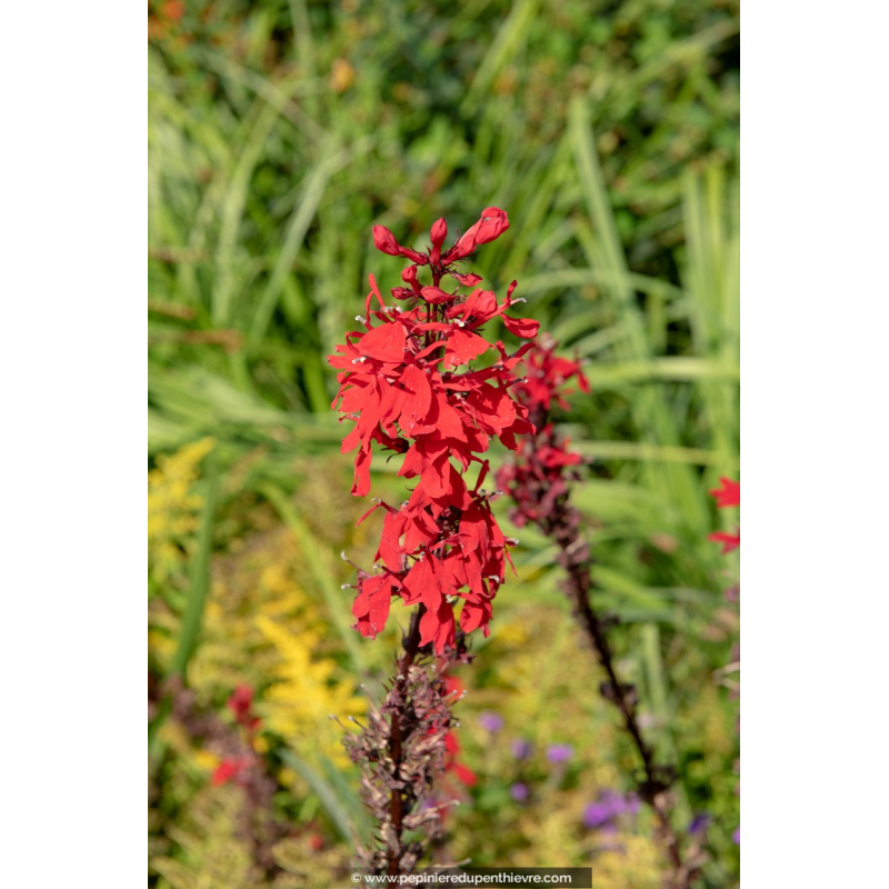 LOBELIA 'Queen Victoria'
