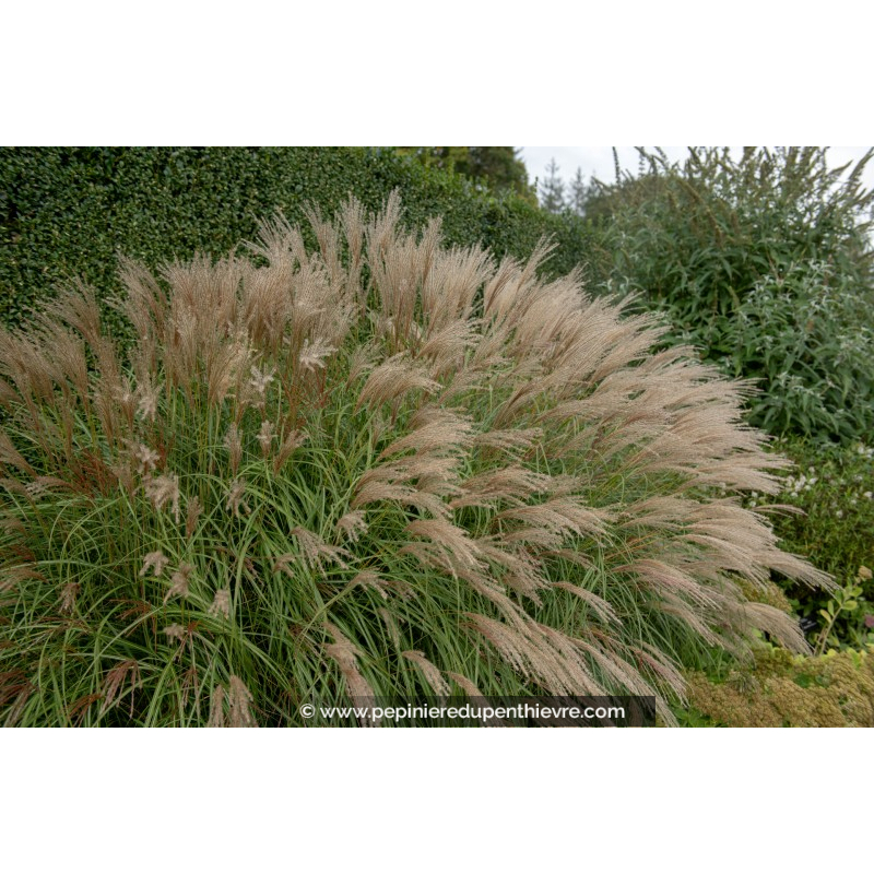 MISCANTHUS sinensis 'Adagio'