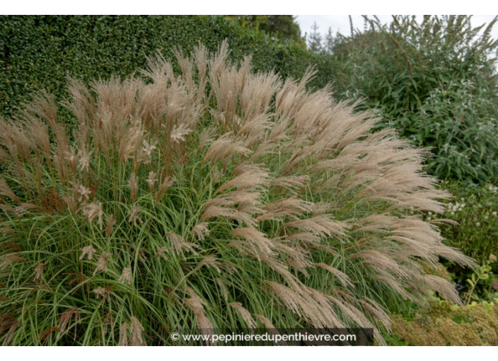 MISCANTHUS sinensis 'Adagio'