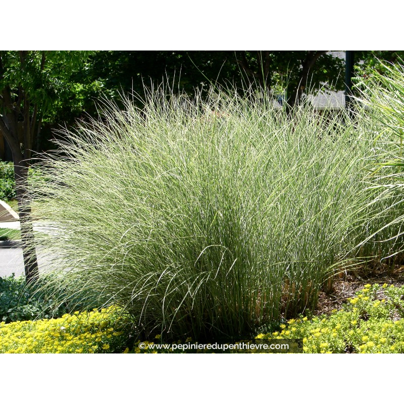 MISCANTHUS sinensis 'Morning Light'