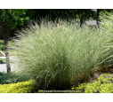 MISCANTHUS sinensis 'Morning Light' MISCANTHUS sinensis 'Morning Light'
