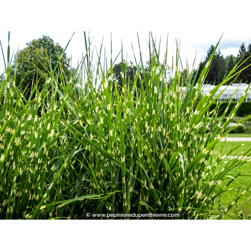 MISCANTHUS sinensis 'Strictus'