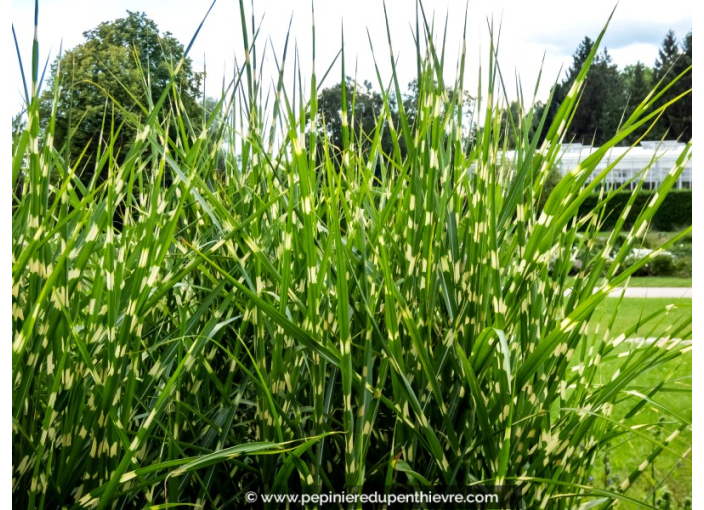 MISCANTHUS sinensis 'Strictus'