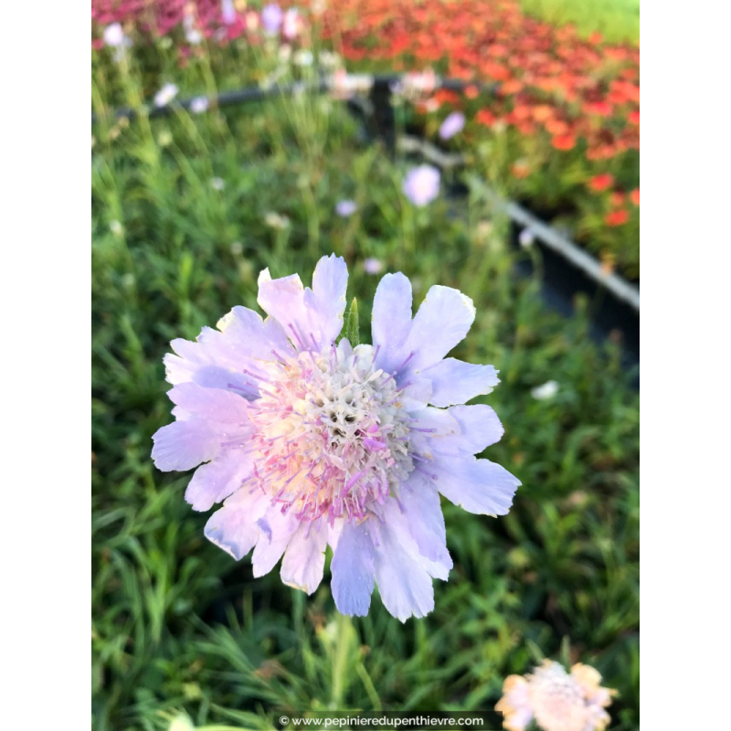 SCABIOSA caucasica 'Perfecta'