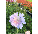 SCABIOSA caucasica 'Perfecta'