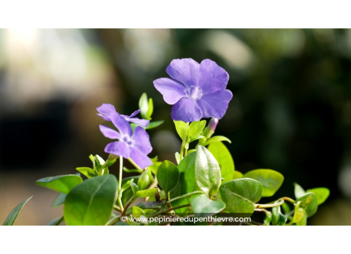 VINCA minor