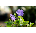 VINCA minor