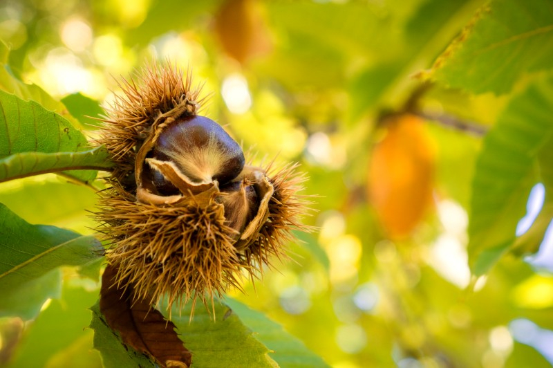 CHÂTAIGNIER 'Belle épine' ou CASTANEA sativa Pépinière du Penthièvre
