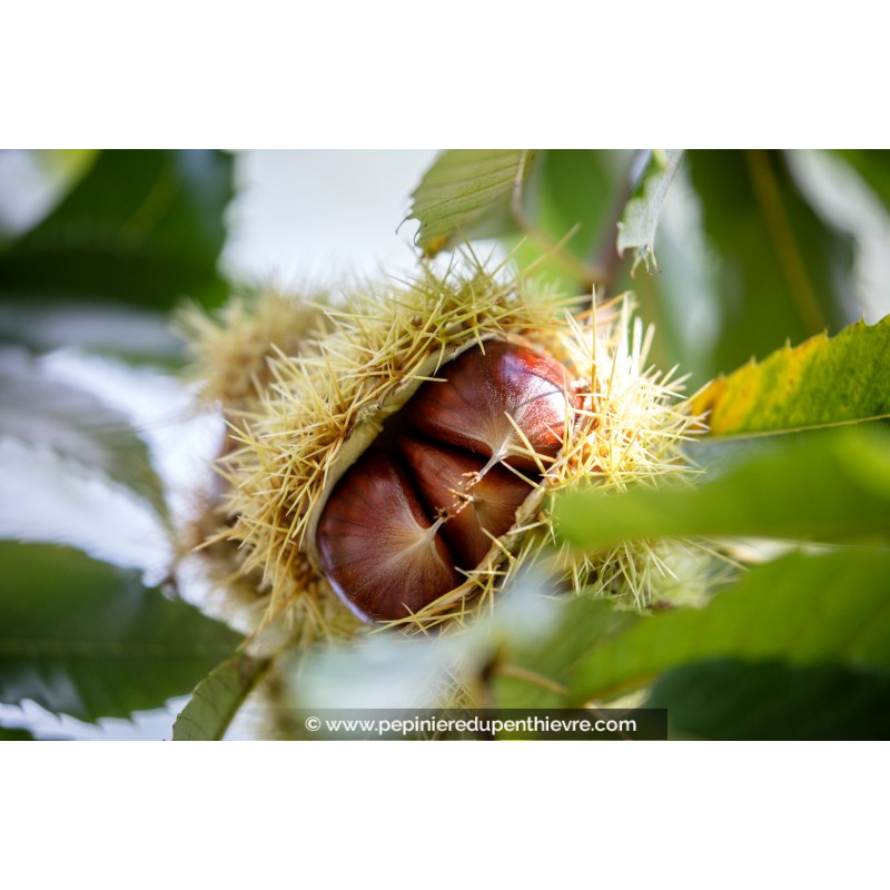 CHÂTAIGNIER 'Bournette'