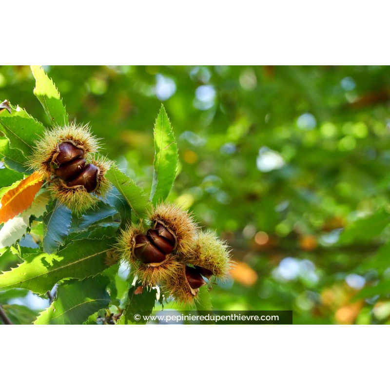 CHÂTAIGNIER 'Doré de Lyon'