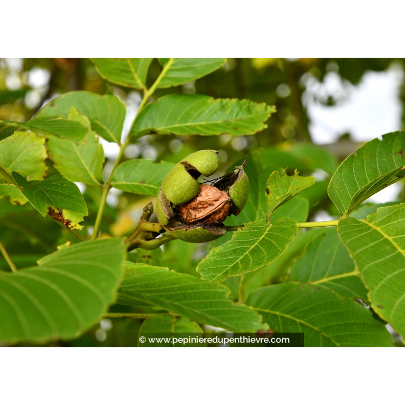 NOYER 'Corne du Périgord'