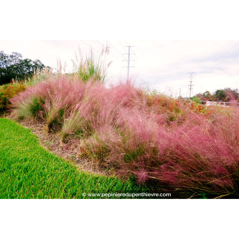 MUHLENBERGIA capillaris