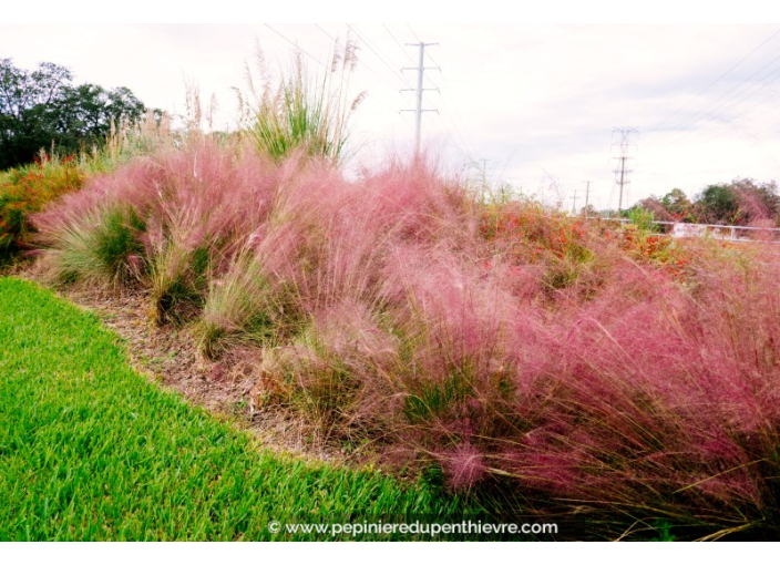 MUHLENBERGIA capillaris