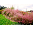 MUHLENBERGIA capillaris MUHLENBERGIA capillaris