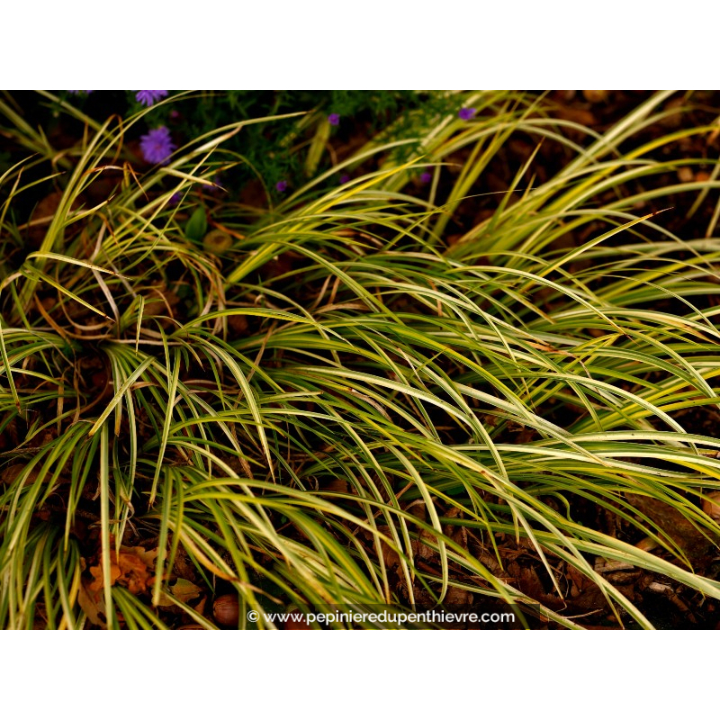 ACORUS gramineus 'Ogon'