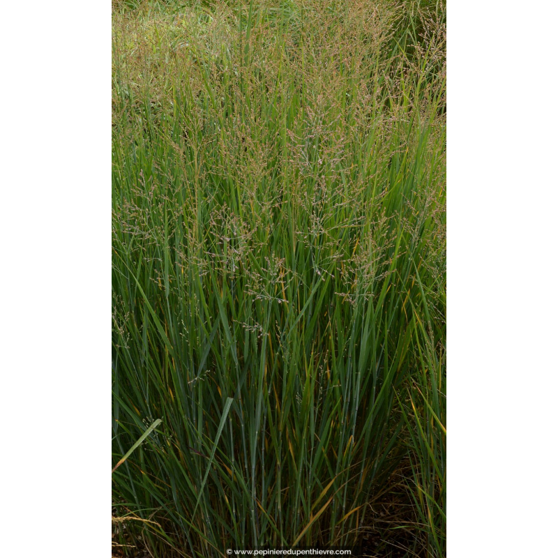 PANICUM virgatum 'Prairie Sky'