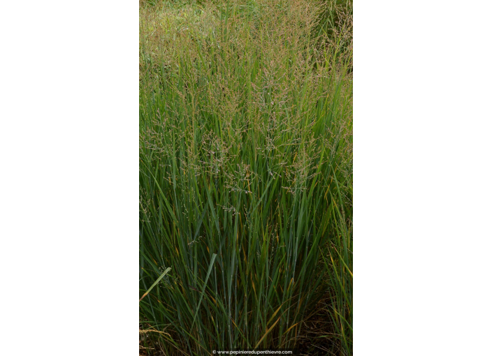 PANICUM virgatum 'Prairie Sky'