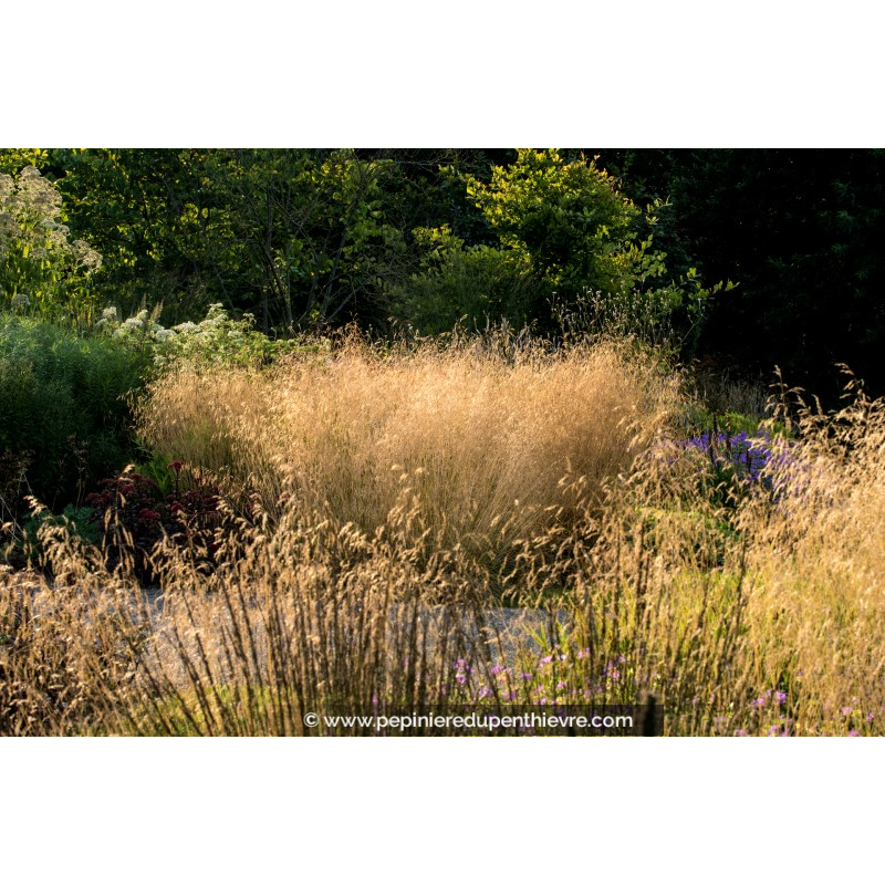 DESCHAMPSIA cespitosa 'Goldtau'