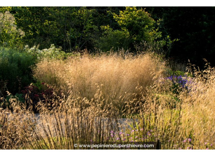 DESCHAMPSIA cespitosa 'Goldtau'