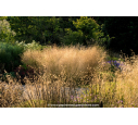 DESCHAMPSIA cespitosa 'Goldtau' DESCHAMPSIA cespitosa 'Goldtau'