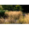 DESCHAMPSIA cespitosa \'Goldtau\'