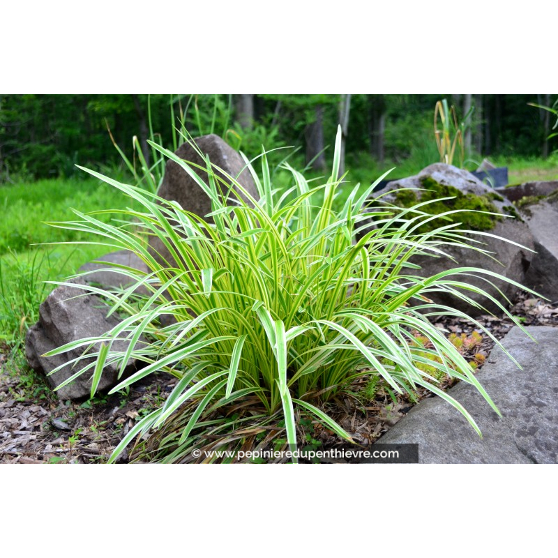 LIRIOPE muscari 'Variegata'
