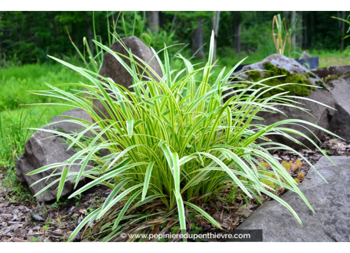 LIRIOPE muscari 'Variegata'