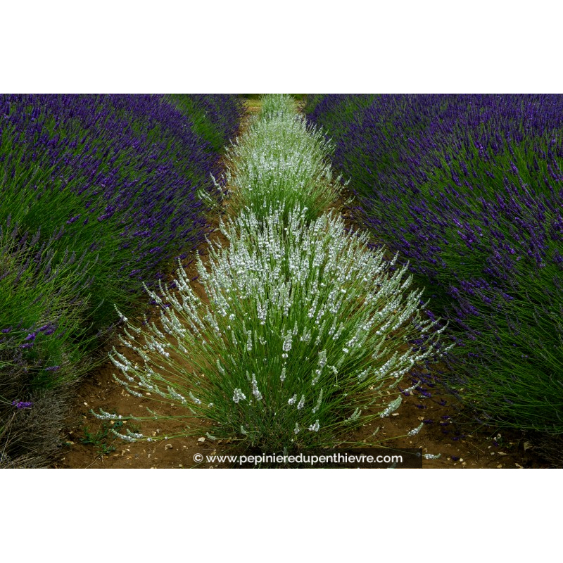 LAVANDULA angustifolia 'Edelweiss'