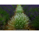 LAVANDULA angustifolia 'Edelweiss' LAVANDULA angustifolia 'Edelweiss'