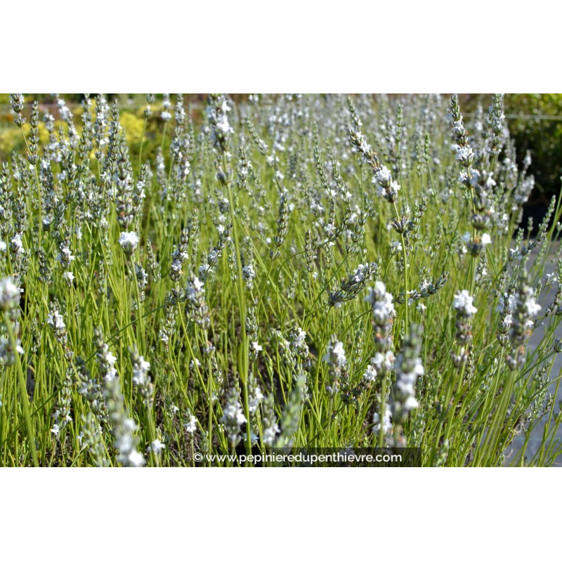 Lavande blanche (Lavandula Angustifolia Edelweiss) – Plantes de Provence
