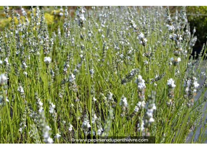 LAVANDULA angustifolia 'Edelweiss' LAVANDULA angustifolia 'Edelweiss'