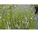 LAVANDULA angustifolia 'Edelweiss' LAVANDULA angustifolia 'Edelweiss'