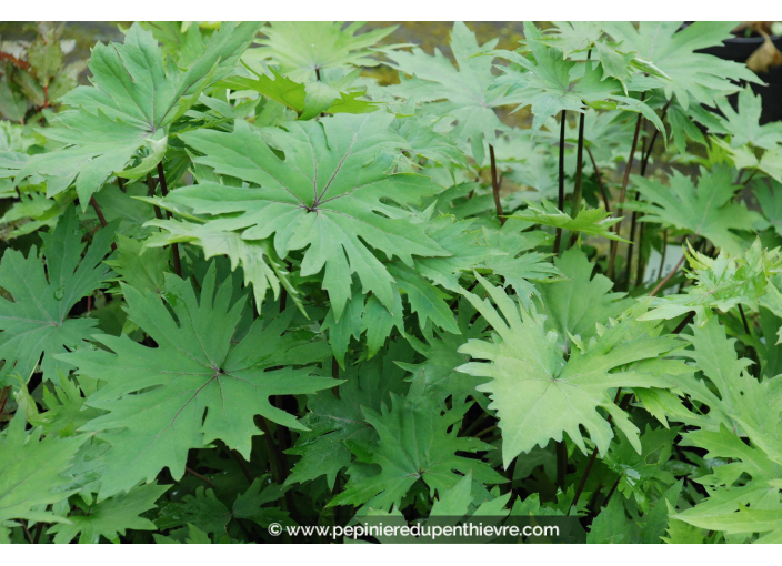 LIGULARIA przewalskii LIGULARIA przewalskii
