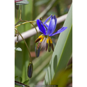 DIANELLA revoluta 'Coolvista'®
DIANELLA revoluta \'Coolvista\'